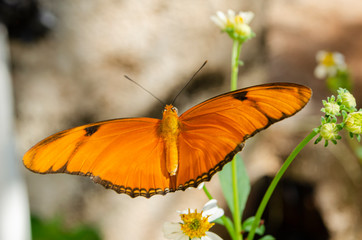 Obraz premium Open Wings Of The Dryas Iulia Butterfly