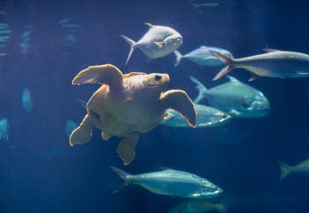 Obraz na płótnie Canvas Charleston, South Carolina -September 27, 2019. One swimming sea turtle underwater in aquarium tank at South Carolina Aquarium.