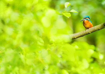 A kingfisher sits on a branch against a green background. Concept: rare animals and nature conservation