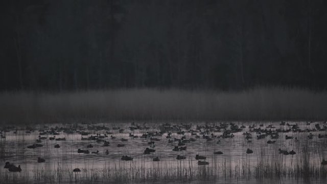 Ducks and other Migratory Waterfowl overwintering in the Lake Mattamuskeet Wildlife Refuge in Eastern North Carolina