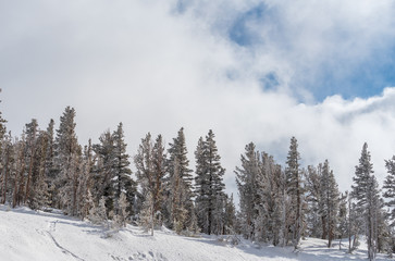 Fototapeta na wymiar Landscape of trees and hill covered in snow along Mount Rose Scenic Byway near Incline Village Nevada