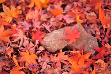 Close Up Red Maple Leave on The Rock Among Maple Leaves Carpet on The Ground