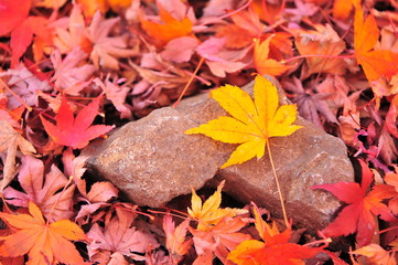 Close Up Yellow Maple Leave on The Rock Among Red Maple Leaves Carpet on The Ground