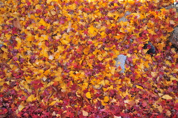 Colorful Maple Leaves Carpet in Autumn