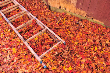 Wooden Ladder on Colorful  Maple Leaves in Autumn