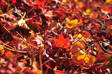 Close Up Red Maple Leaves on The Ground During Autumn