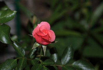 Art photo rose petals isolated on the natural blurred background. Closeup. For design, texture, background. Nature.