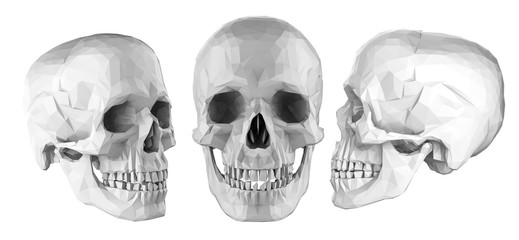 set of polygonal human skulls