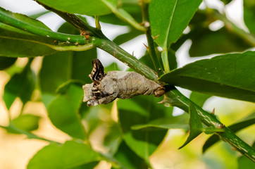 Back Of A Butterfly's Pupal Stage	