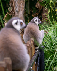 Two lemurs on fence
