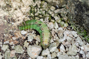 Belly Of Green Caterpillar 