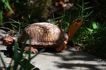Orange turtle
