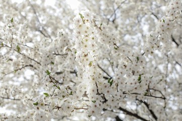Tree in bloom. Flowers of the cherry blossoms on a spring day