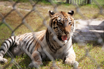 Tiger in summer