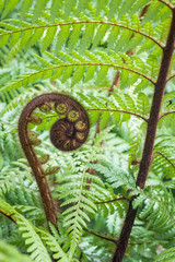 closeup of unfolding New Zealand koru frond with blurred background and copy space
