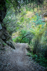 Rainforest In The Mountains 