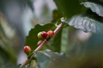 Coffee cherry red and green on blur leaves background. Ripe coffee cherry is raw ingredients for made coffee. Close up and selective focus.