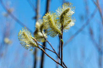 Blossoming branch of a willow