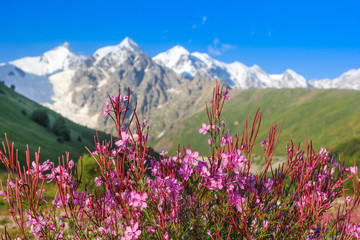 Bright flowers on alpine meadows in the background of the Caucasus Mountains of Georgia