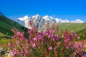 Bright flowers on alpine meadows in the background of the Caucasus Mountains of Georgia
