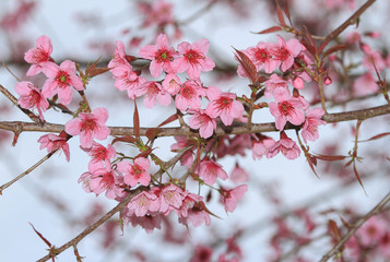 Sakura full bloom in spring season