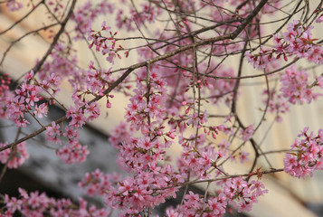 Sakura full bloom in spring season