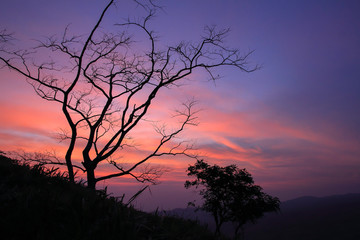 trees silhouette at sunrise,Beautiful natural landscape