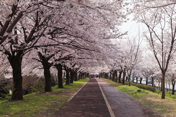 Fototapeta na wymiar Cherry blossom in Sasang district, Busan, South Korea