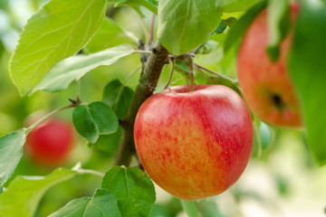 Red apple close-up on the apple tree