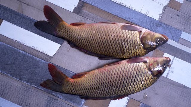 Fish caught in river, trembling on table in kitchen