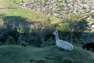 Naklejka premium An alpaca is sitting down at middle of mountain