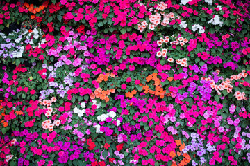 Petunia Wave Flower for background
