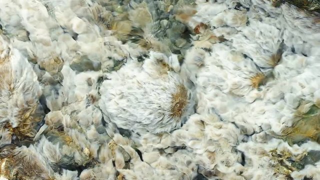 Closeup top view of the white algae plant fluttering in hot springs water