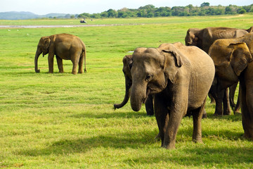 Elephants grazing in Minneriya National Park