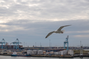 Möwe am Hafen