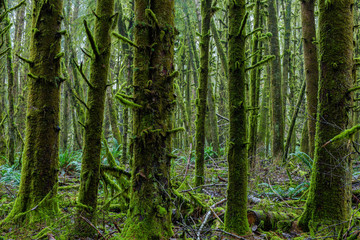 Moss Covered Green Trees in Lush Peaceful Pacific Rainforest