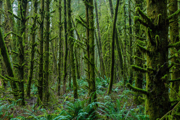 Dense Lush Green Plants and Trees in Pacific Rainforest