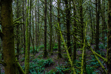 Vivid Green and Lush Trees and Vegetation in Pacific Rainforest 