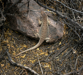Lagarto en cercanías de la Laguna Roja, Norte de Chile, posado sobre una roca cerca a un matorral