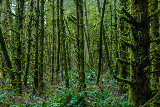 Dense Lush Green Plants and Trees in Pacific Rainforest © jamesdcawley