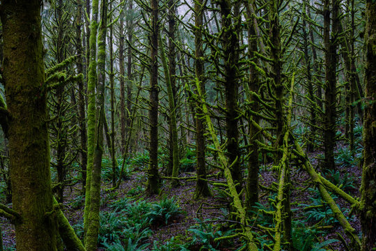 Vivid Green and Lush Trees and Vegetation in Pacific Rainforest © jamesdcawley