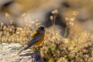 yellow bird