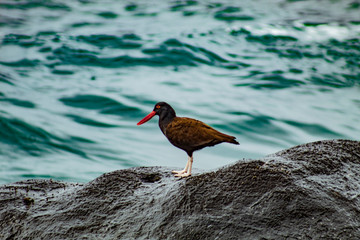Bird on Sea