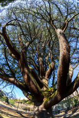 Fototapeta na wymiar Himalayan Cedar