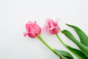 Pink Tulips Flowers on White Background