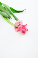 Pink Tulips Flowers on White Background