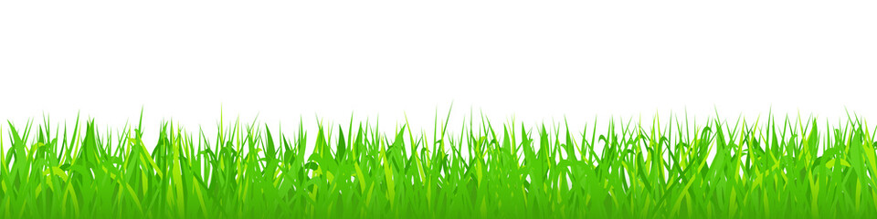 Green grass on white background, panoramic view, vector illustration