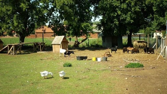 Domestic goat breed of boer africa, pygmy. Farming bio organic ecological farm Ouessant sheep. Goats landscape grazing, goose grass, Cameroon dwarf, Capra Aegagrus Hircus, Villages graze lands farming