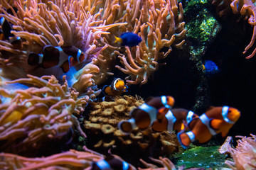 Naklejka na ściany i meble A picture of Clownfishes swimming in the aquarium. Vancouver Aquarium BC Canada