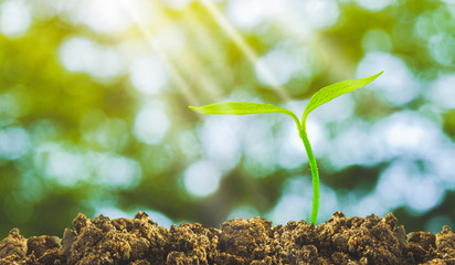 Plant growth with sunlight on green bokeh background. Agriculture or smart farming concept.
